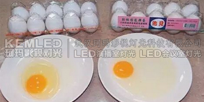 左為利用LED燈控制雞舍照明所產(chǎn)的雞蛋，蛋清黏稠、蛋黃像球般挺立